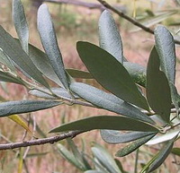 branch of Olea europa with dark green leaves grow in field