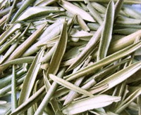 Olea europa:pale green dried olive leaves segments are piled together