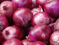 bulbs of Allium cepa:many purple onions are piled together