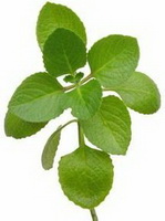 plant of Oregano with green leaves