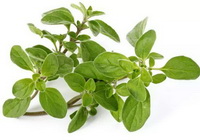 fresh green oregano leaves