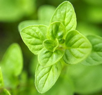 plant of Origanum vulgare with light green leaves grow in sunny field