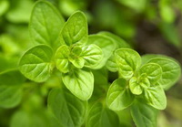 plants of Origanum vulgare with light green leaves grow in sunny field