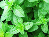 shrubs of Origanum vulgare grow in field