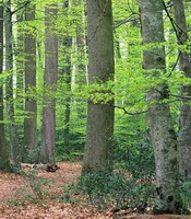 trees of Quercus alba