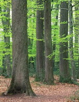 trees of Quercus alba with many small green leaves grow in a woods