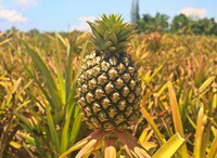 fruiting plant of Ananas comosus with fruit grow in field