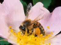 Apis cerana Fabr:a Chinese Honey Bee is collecting pollen in a pink flower