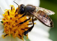 Apis cerana Fabr:a honey bee is collecting pollen in a white flower