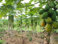 fruiting tree of Carica papaya with green papaya fruits grow in field