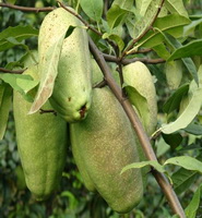 several green papaya fruits grow on branch of Carica papaya