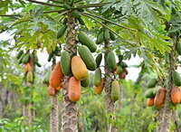 trees of Carica papaya with green unmature fruits and yellow mature fruits,green leaves grow in field