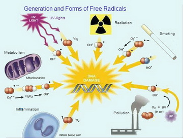 a graph about generation of free radicals