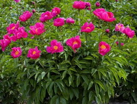 flowering plants of Paeonia officinalis with pink red flowers grow in a cluster