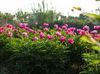 flowering plants of Paeonia officinalis with many pink flowers grow in a cluster in sunny field