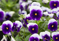 white and purple flowers of pansy grow in cluster