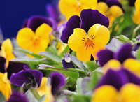 Pansy:orange and purple flowers