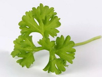 small green leaf of parsley