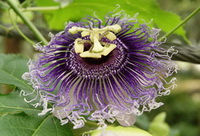 purple Passionflower