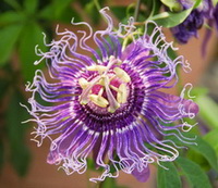 a purple flower of Passiflora incarnata
