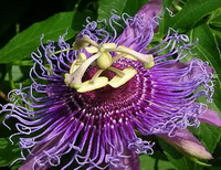 purple flower of Passiflora incarnata