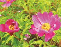 pink peony flowers