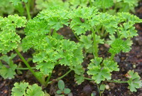 shrubs of Petroselinum crispum grow in field