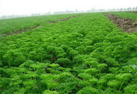 plants of Petroselinum crispum,parsley grow in field