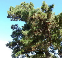 a tree of Pinus pinaster Aiton
