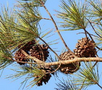 fruiting branch of Pinus pinaster Aiton with brown fruits