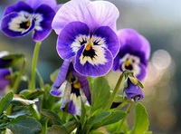 flowering plant of Viola tricolor with blue white flowers grow in sunny field