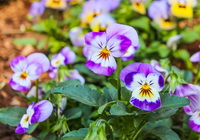 flowering plant of Viola tricolor with pink purple flowers grow in field