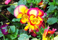 flowering plant of viola tricolor with orange red and yellow flowers grow in cluster