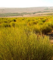 plants of Aspalathus linearis grow in field