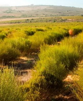 plants of Aspalathus linearis in clusters grow in arid field