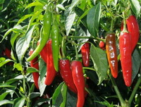 fruiting plants of Capsicum annum with red and green fruits growing in sunny field