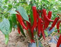 fruiting plants of Capsicum annum with green and red fruits grow in field