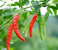 fruiting plants of Capsicum annum with several red and green fruits grow in mountain field