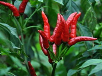 fruiting plants of Capsicum frutescens with small red fruits and green leaves grow in field