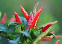 stems of Capsicum frutescens with red fruits grow in sunny field