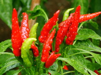 plant of Capsicum frutescens with red and green fruits grow in rainy days