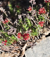 flowering plant of Rhodiola algida Ledeb. Fisch.et Mey.var.tangutica Maxim.S.H.Fu. grow in mountain grass with small red flowers