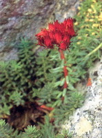 Rhodiola algida:flowering plant of Tangut Rhodiola with flowers grow on mountain slope