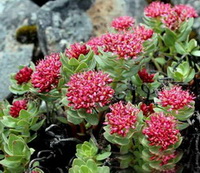 flowering plants of Rhodiola crenulata,big flower rhodiola grow on mountain slope