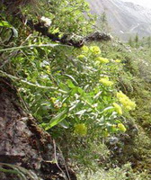 plants of Rhodiola Rosea with small yellow flowers grow on hillside