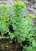 plants of Rhodiola Rosea with green leaves and small flowers grow in rocks
