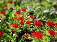 flowering plant of Rhodiola sacra Prain ex Hamet S.H.Fu. with red flowers grow in sunny field
