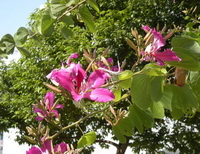 flowering plant of Rosa canina