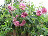 flowers of Rosa centifolia