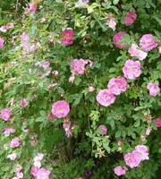 flowering plant of Rosa centifolia with pink flowers grow in a cluster